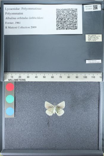 Media type: image;   Entomology 154874